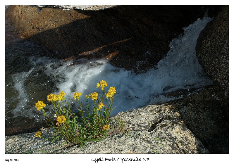 Yellow Wildflowers by the rapids