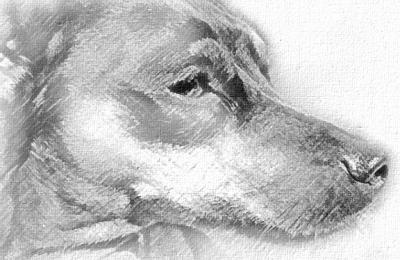 Jake Sketch on Canvas