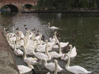 Swans upon the Avon