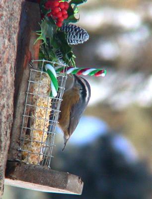 nuthatch thru window feb