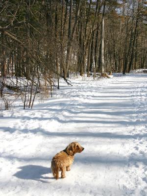 Out for a walk