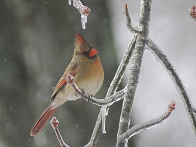 u40/canon_300d/medium/25944158.IcyCardinal.jpg