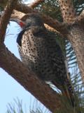 Woodpecker