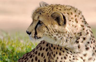 Cheetah-profile