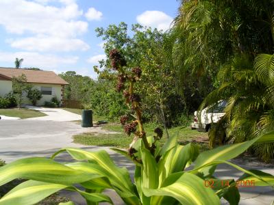 Corn Plant (Dracaena flagrans L.)