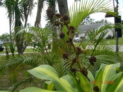 Corn Plant (Dracaena flagrans L.)