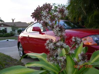 Corn Plant (Dracaena flagrans L.) 