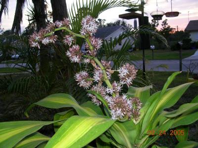 Corn Plant (Dracaena flagrans L.)