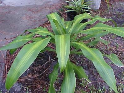 Corn Plant (Dracaena flagrans L.)