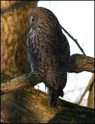 Great Gray Owl 2120.jpg