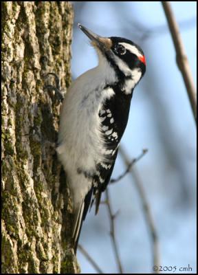 Hariy Woodpecker male 2384.jpg