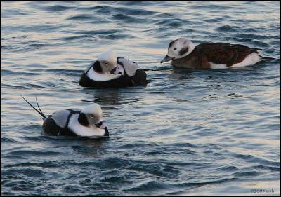 Long-tailed Ducks 2278.jpg