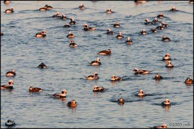 Long-tailed Ducks 2279.jpg