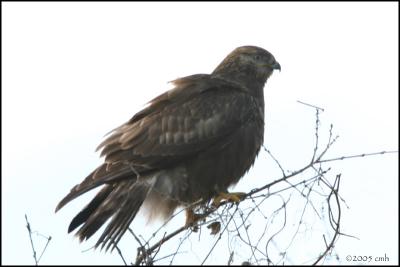 Rough-legged Hawk dark morph 2416.jpg