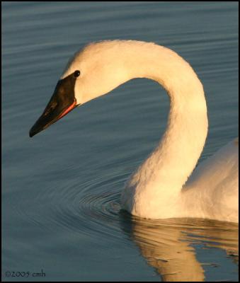 Trumpeter Swan 2228.jpg