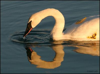 Trumpeter Swan 2231.jpg