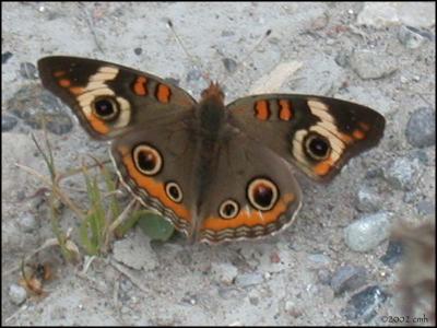 Common Buckeye 5.jpg