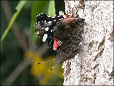 Red Admiral 3.jpg