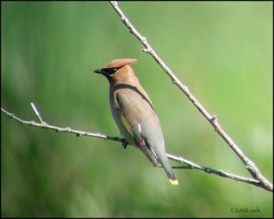 Cedar Waxwing 022.jpg