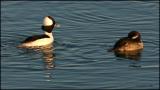 Bufflehead hen and drake 2219.jpg