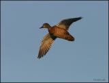 Mallard hen 2201.jpg