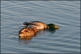 Mallards 2236.jpg