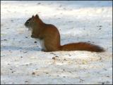 Red Squirrel 2371.jpg