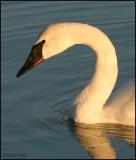 Trumpeter Swan 2228.jpg