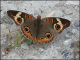 Common Buckeye 5.jpg