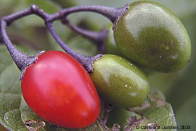 Berries