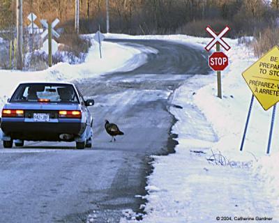 This Turkey Is Going To Make Sure You Stop!