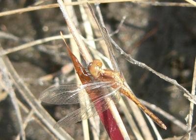 Metallic Pennant - Idiataphe cubensis