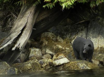 Black Bear, Clayoquot Sound