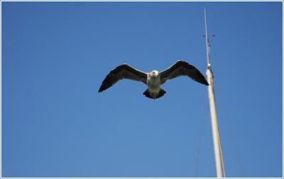 ...fly like an eagle, let your spirt run free