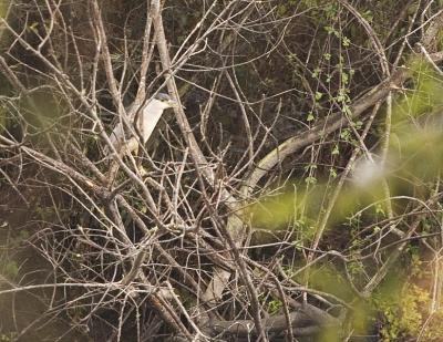 u40/cdrebel/medium/35184297.watcher2sm.jpg