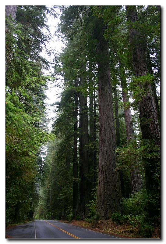 Avenue of the Giants