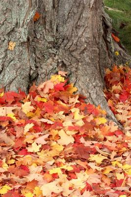 Leaves at Base of Tree