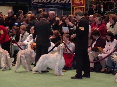 Setters at 2004 Westminster Kennel Club