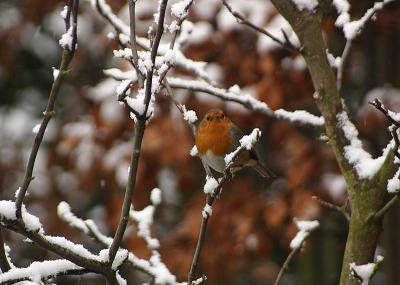 European Robin