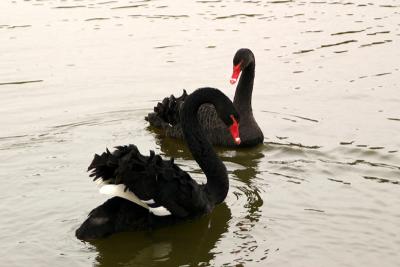 Black Swans