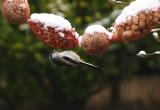 Long-tailed Tit