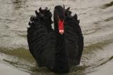 Black Swan