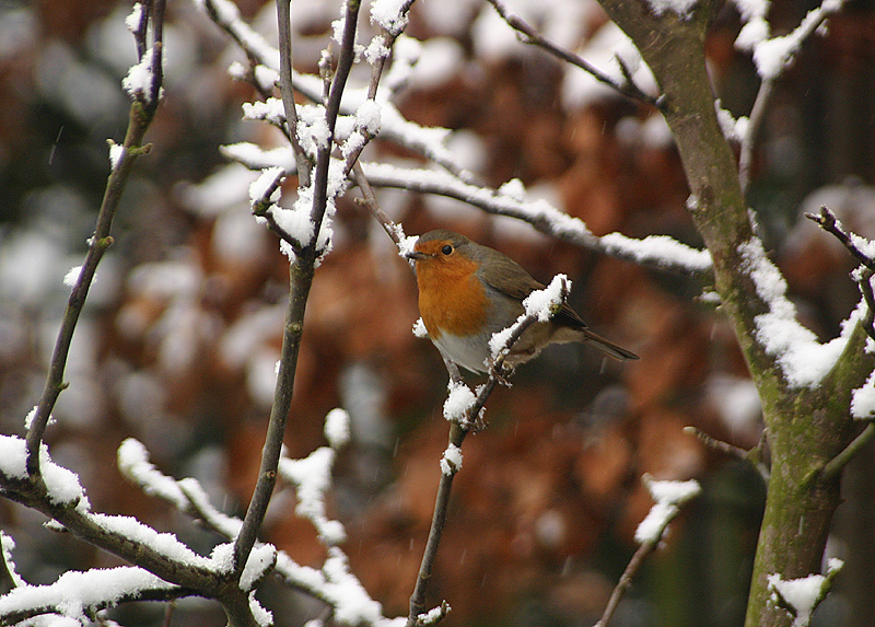 European Robin
