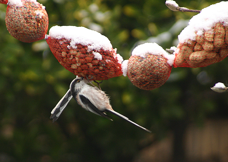 Long-tailed Tit