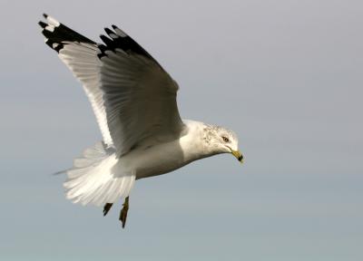 Hovering Gull