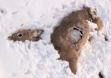 Coyote Kill