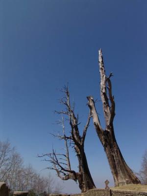 ҩd