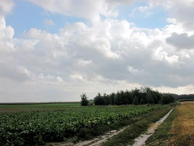 onweer opvelp.jpg