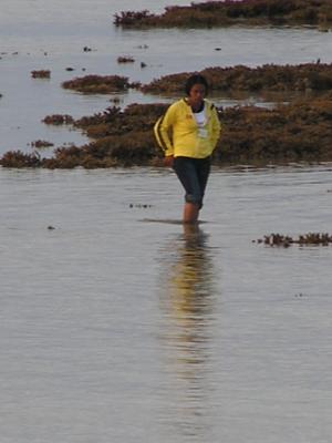 extreme low tide exposes reef