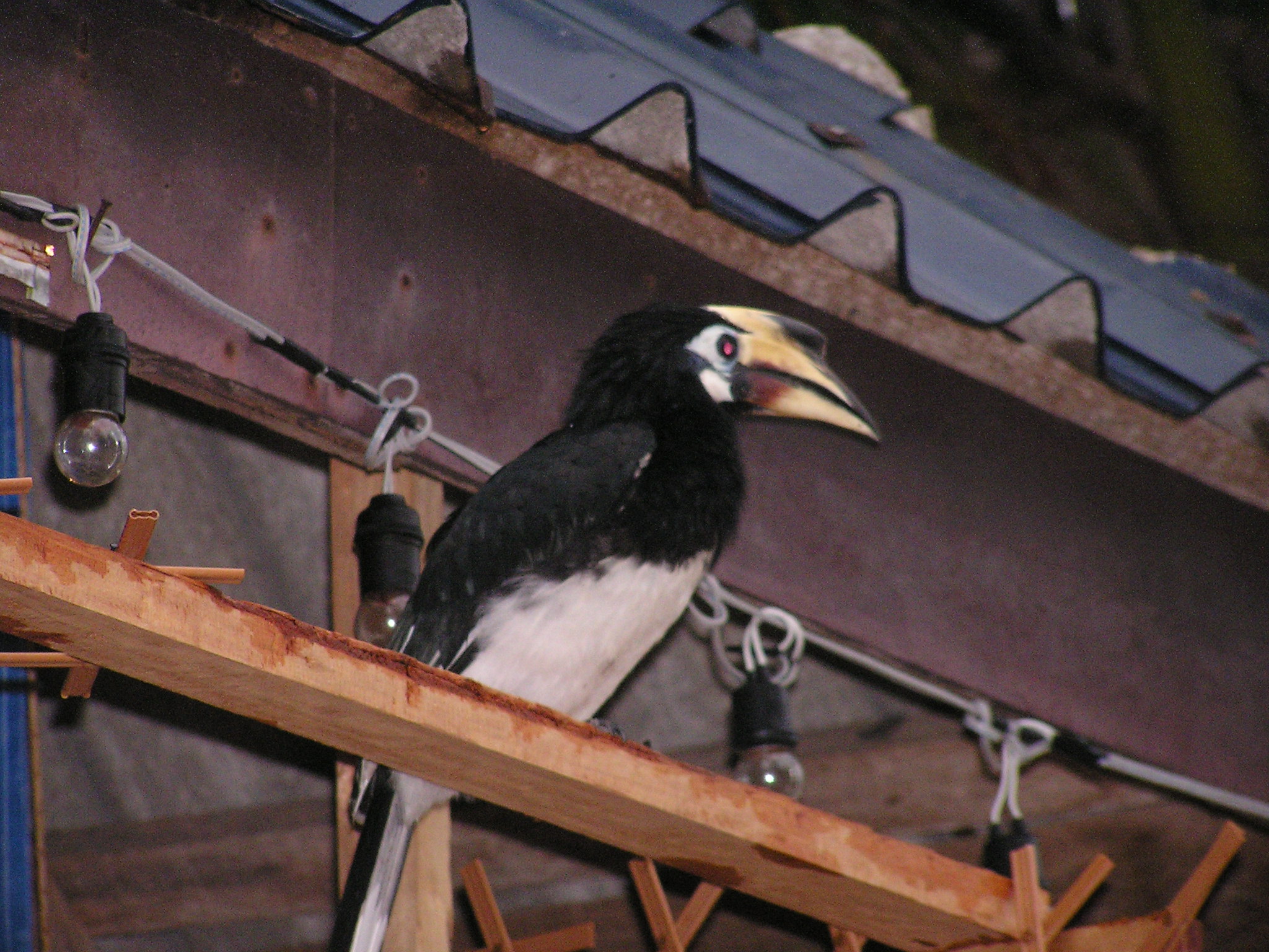Toucan Sam